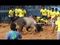 விராலிமலை ஜல்லிக்கட்டு.. viralimalai jallikattu 2024