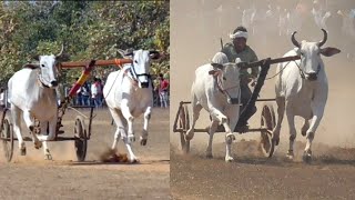 सोहेब पटेल नांदी vs अजीम पटेल बिहिरिया  पट प्रतियोगिता पौनार फर्स्ट राउंड.ox race race