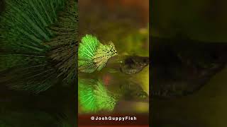 Dumbo Platinum Long Dorsal Green Mosaic Female Guppy Fish  |  绿白金 大背象耳 母孔雀鱼