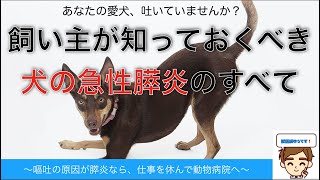 飼い主が知っておくべき犬の急性膵炎のすべて、その原因と対策【獣医師がやさしく解説】あなたの愛犬、吐いていませんか？〜嘔吐の原因が膵炎なら、仕事を休んで動物病院へ〜