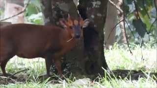 福山植物園--山羌(Reeves's Muntjac)【2015秋.Taiwan旅遊趣】