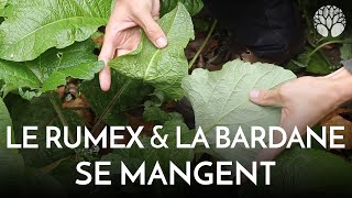 Manger des feuilles en hiver ? Rumex et bardane à la rescousse !