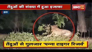 Hatta News: तेंदुओं  से गुलजार 'Panna Tiger Reserve'। पन्ना में तेंदुओं की संख्या में इजाफा