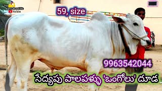 కేవలం పాల పళ్ళుతో ఉన్న 59 సైజు లో ఉన్న దూడ - Milk Teeth Ongole Bull