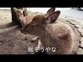 広島旅行　宮島・牡蠣・お好み焼き・居酒屋