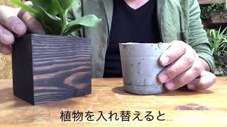 観葉植物のプロがセメント鉢作ってみたら…