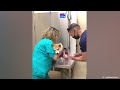 Even the Police dogs turn small at the vet🤣 Funny Pet Video