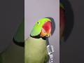 La La La Parrot #singing #shorts #lalalala