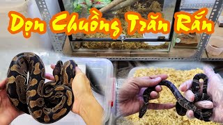 Dọn Vệ Sinh Chuồng Cho Trăn, Rắn - Nhện  Mexican Red Knee Đã Lớn | Vũ Lê Channel