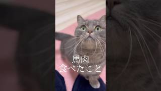 必死に馬肉を食べようとする猫が可愛すぎた...#shorts #猫 #子猫