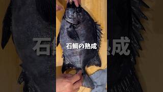 【簡単熟成】石鯛を熟成させる。 #fishing #石鯛釣り #熟成魚