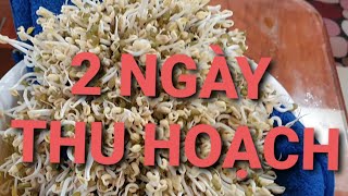 cách làm giá đỗ 2 ngày thu hoạch, cực đơn giản (harveting bean sprouts after 2 days, easy)