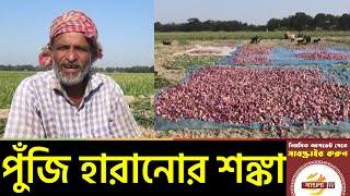 ভারতীয় পেঁয়াজ আমদানীর ফলে,পুঁজি হারানোর শংকায় ফরিদপুরের চাষীরা | Faridpur Onion News | Bangla TV