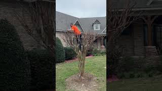 Cutting back crepe myrtle’s #lawnninja  #shorts