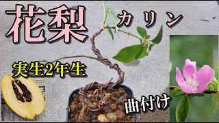 【花梨 実生2年生】果実1個で凄い苗が出来た、水苔実生、カリンの植え替え曲付け