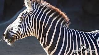 International Zebra Day