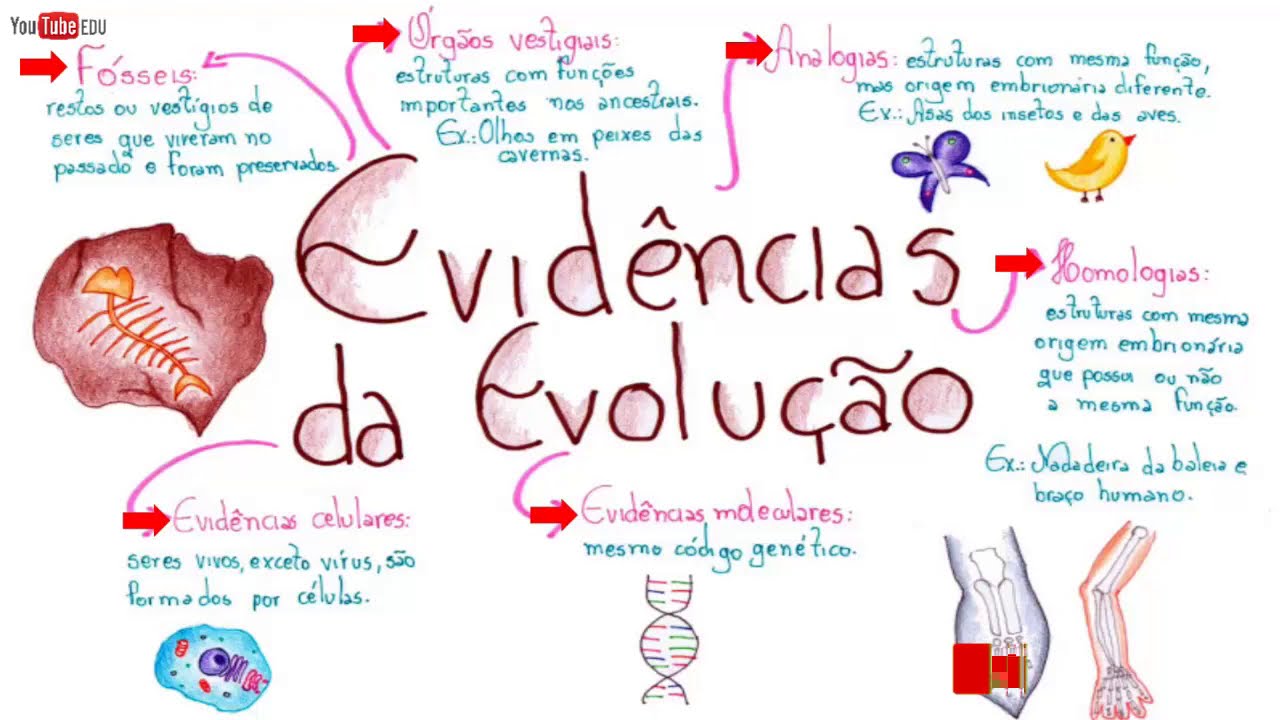 Evidências Da Evolução Biológica - Principais Evidências Evolutivas ...