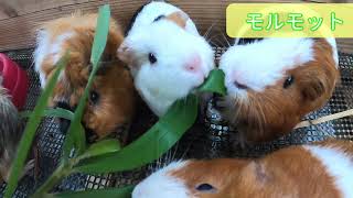 【ネオパーク】モルモットたちが並んでもぐもぐ。Guinea pigs are eating