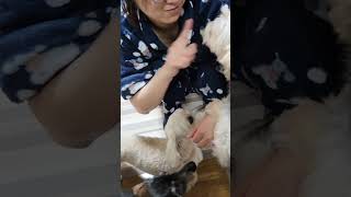 お姉ちゃんの変な動きに興味津々なミックス犬とミニチュアダックス #shorts