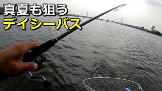 真夏のデイシーバス狙って河川と河口でルアー釣り