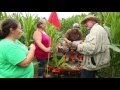 Cutting a Corn Maze for Agritourism