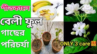 January ও February মাসে বেলী ফুল গাছের গুরুত্বপূর্ণ পরিচর্যা | Arabian Jasmine plant | #flowers