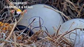 NEFL Eagles🦅 ONE OF GABBY \u0026 BEAU'S EGGS HAS CONFIRMED PIP! 🎉 2025 Jan 18