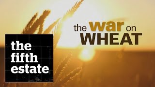 The War on Wheat - the fifth estate