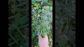 Vernonia cinerea #shortvideo #medicinalplants #herbalmedicine #gardenplants #garden