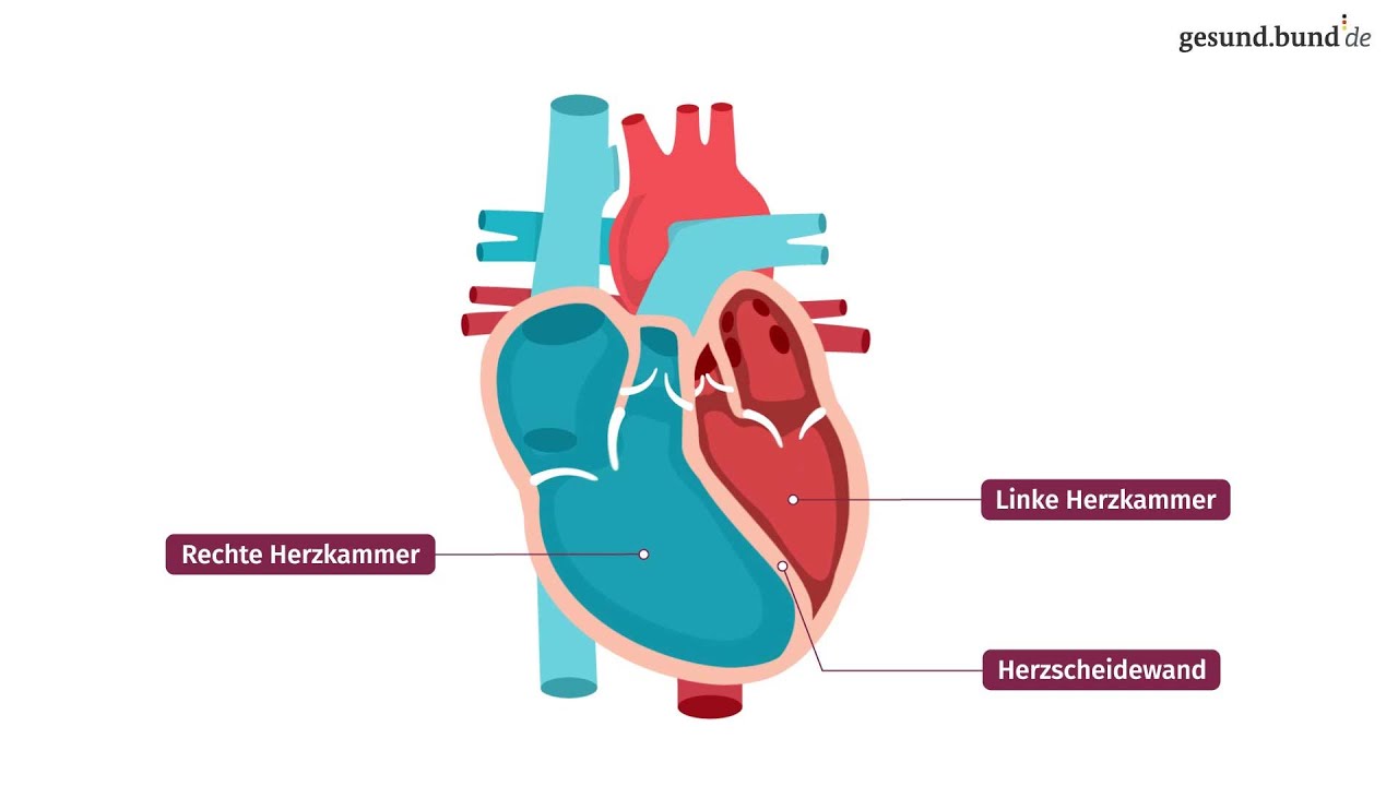 Wie Funktioniert Das Herz? - YouTube