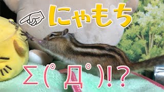 シマリスの日常/Chipmunk everyday