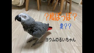 「鳩ぽっぽ」だけ音程がおかしいヨウムのるいちゃん