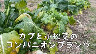 【カブと小松菜のコンパニオンプランツ】　　＊無農薬・無化学肥料栽培農園＊