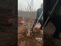 the process of cultivating saplings in a greenhouse