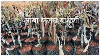 आंबा कलम बांधणी संपूर्ण माहिती  |Complete information on mango grafting| stone grafting.