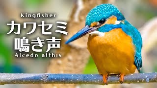 【癒やしの鳥の鳴き声】さえずりと地鳴きカワセミ夫婦オス・メス　Kingfisher / Alcedo atthis【Bird sound】