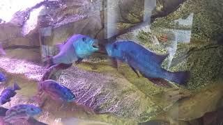 Nimbochromis Fuscotaeniatus males fight