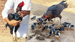 Chicks of my ganju breed main breeder hen