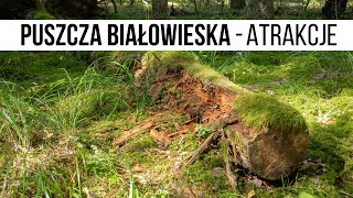 Atrakcje Puszczy Białowieskiej - co WARTO zobaczyć w miejscu z listy UNESCO?