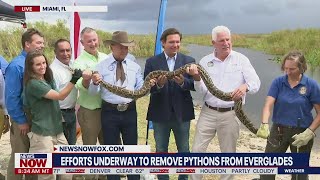 DeSantis begins 2021 python hunt; Contest to eradicate invasive species