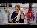 cfa international 2016 kathy black allbreed kitten final