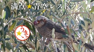 【ヒヨドリのお食事】ブロッコリーの葉、オリーブ、黒い実を食べる可愛い鳥 野鳥観察 撮影 身近な野鳥 Vlog 鳥の鳴き声 自然音 バードウォッチング 福岡 お散歩 動物癒し動画