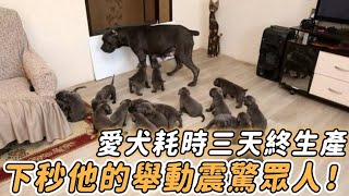 愛犬難產一天終於生下7只小狗！主人上前一看，竟意外發現其中一隻不是狗！#不可思議 #動物 #狗狗