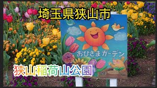 埼玉県狭山市　狭山稲荷山公園　チューリップ　春の花　桜　八重桜　紅葉　　公園　　