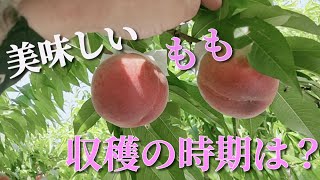 桃の収穫！　美味しい収穫のタイミングは？