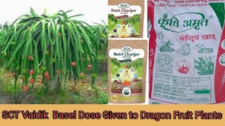 SCT Vedic Basal Dose Given To Dragon Fruit Plants #ड्रैगन फ्रूट #एससीटी वैदिक #बेसल डोज #sct Vaidik