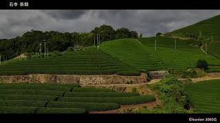 【ドローン空撮】茶源郷　石寺茶畑