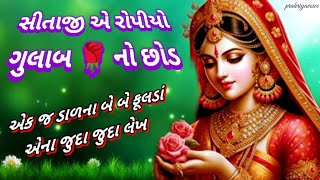 એક જ ડાળના બે બે ફૂલડાં🌹સીતાજીએ રોપિયો ગુલાબનો છોડ 👇 લખેલ છે || Sitaji a ropiyo gulab no chhod