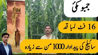 Farmer opinion on jumbo maize SGF 2020 | Best maize for Silage and fodder | maize for Silage