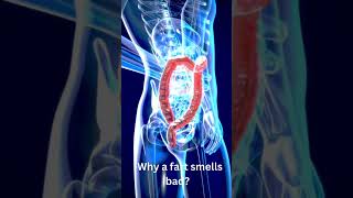 Why a fart smells bad #trending